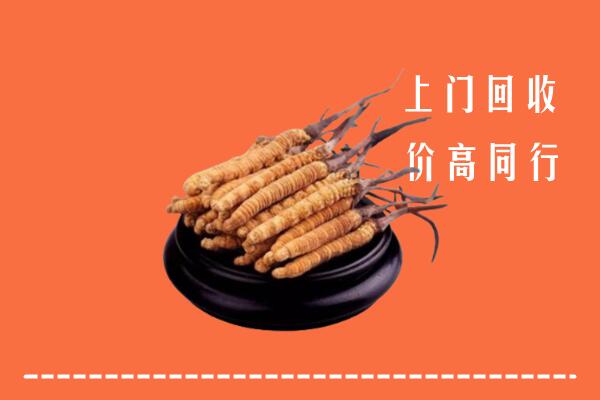 红河冬虫夏草回收多少钱每克